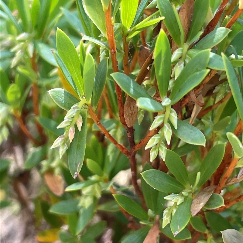 Leucopogon gelidus