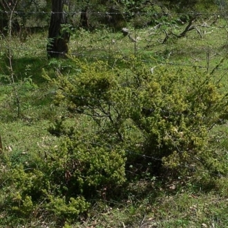 Leucopogon juniperinus