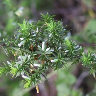 Leucopogon juniperinus