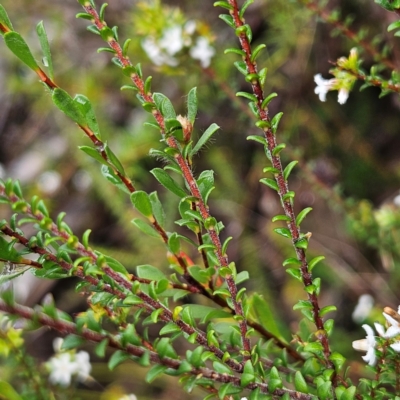 Leucopogon microphyllus var. microphyllus