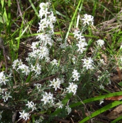 Leucopogon microphyllus var. pilibundus