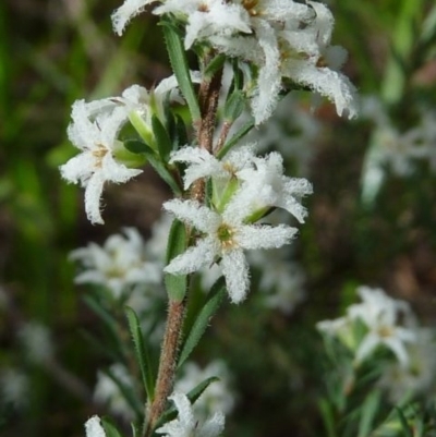 Leucopogon microphyllus var. pilibundus