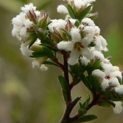 Leucopogon microphyllus var. pilibundus