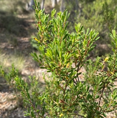 Leucopogon muticus