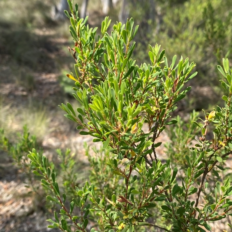 Styphelia mutica