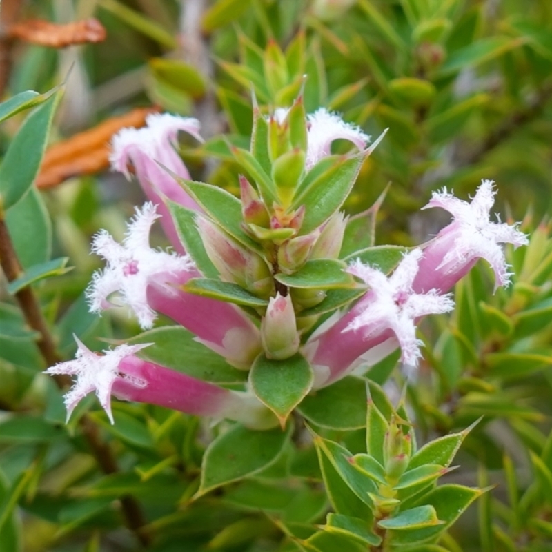 Leucopogon neoanglicus