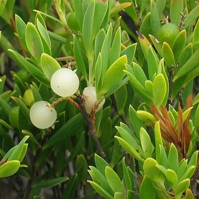 Leucopogon parviflorus