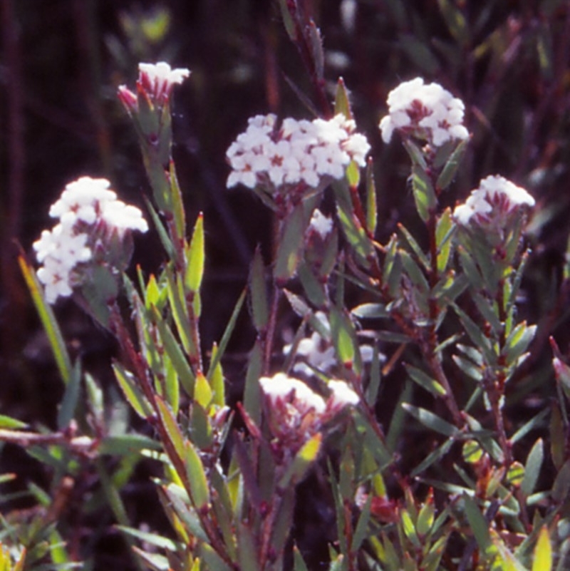 Leucopogon pilifer