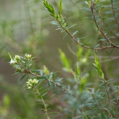 Leucopogon pimeleoides