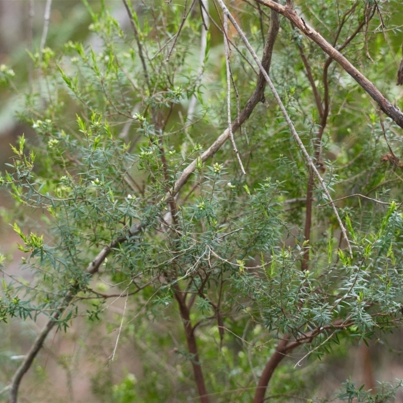 Leucopogon pimeleoides