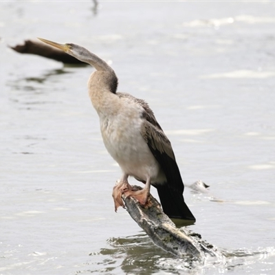 Anhinga novaehollandiae