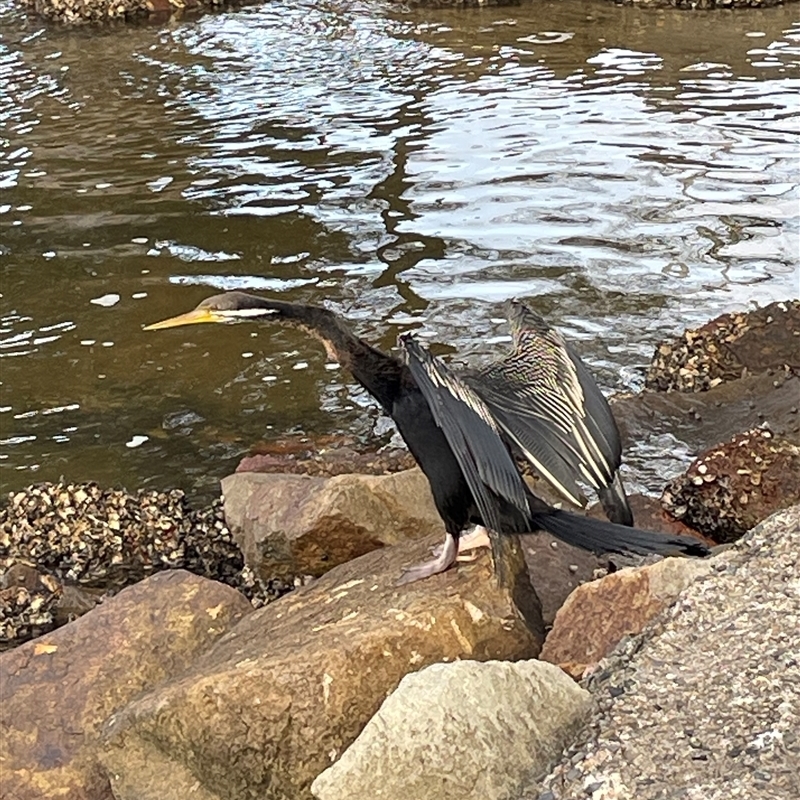 Anhinga novaehollandiae