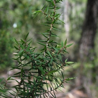 Leucopogon setiger