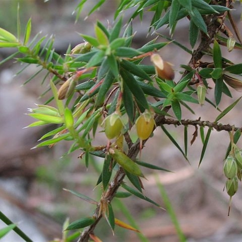 Leucopogon setiger