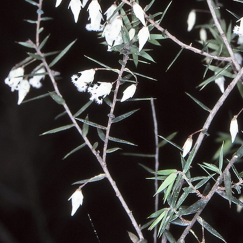 Leucopogon setiger