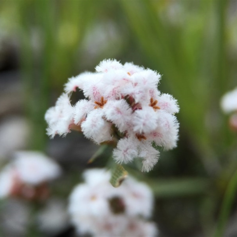 Leucopogon or Styphelia sp.