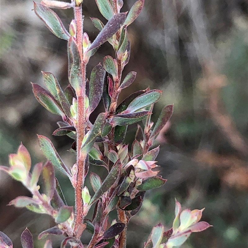 Leucopogon or Styphelia sp.