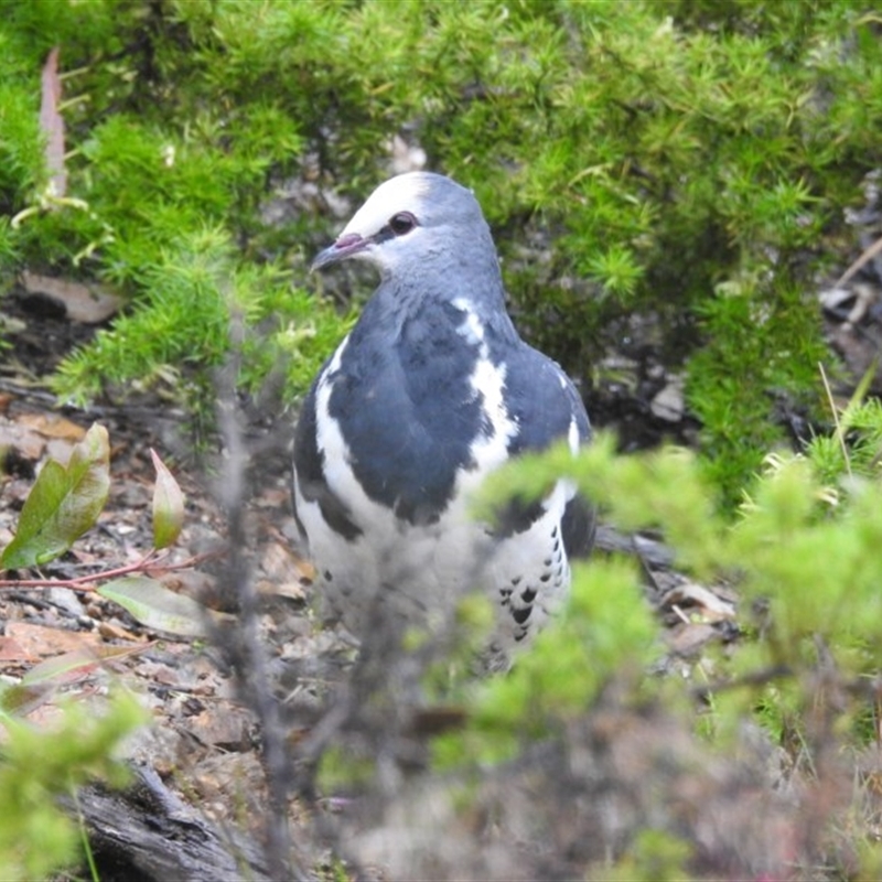 Leucosarcia melanoleuca