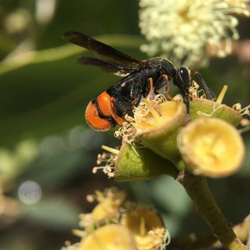 Leucospis sp. (genus)