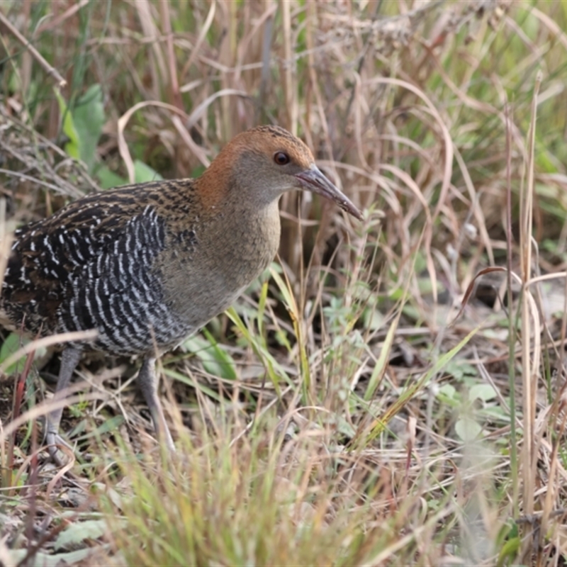 Lewinia pectoralis