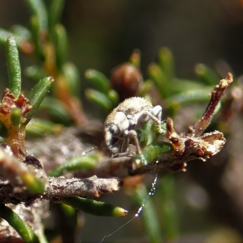 Lexithia rufipennis