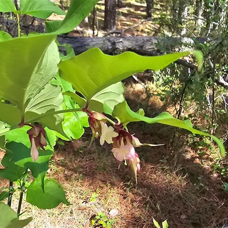 Leycesteria formosa