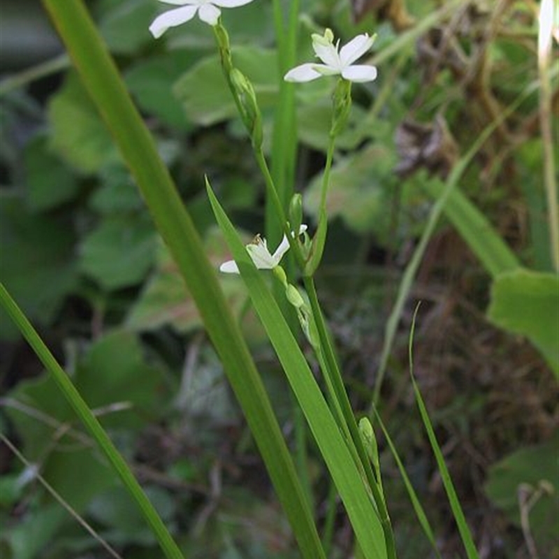 Libertia paniculata