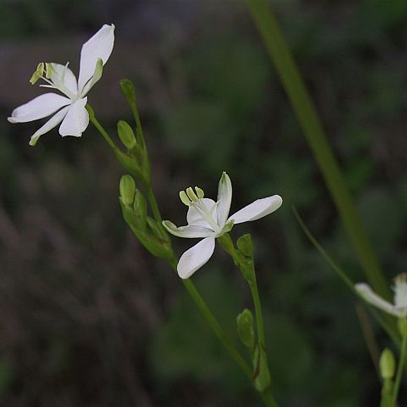 Libertia paniculata