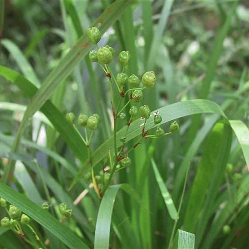 Libertia paniculata