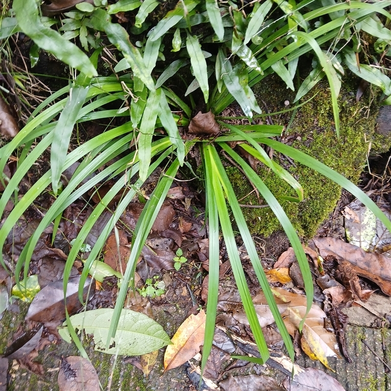 Libertia paniculata