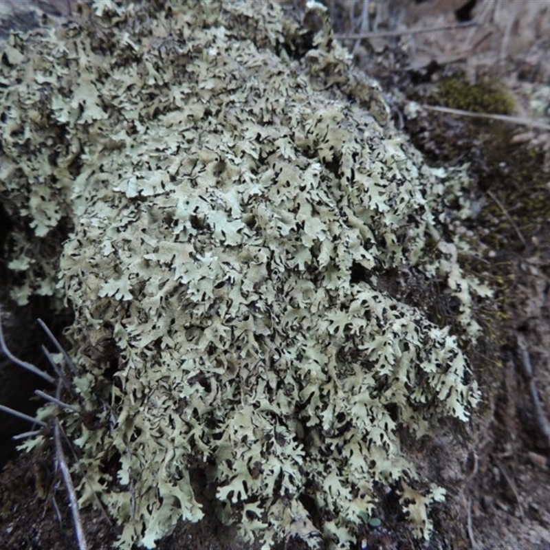 Lichen - foliose