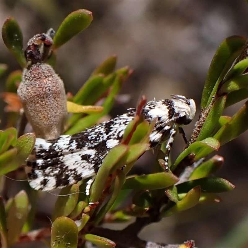 Lichenaula lichenea