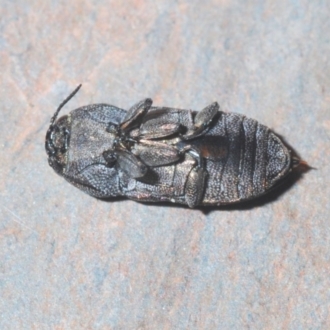 Anilara sp. (genus)