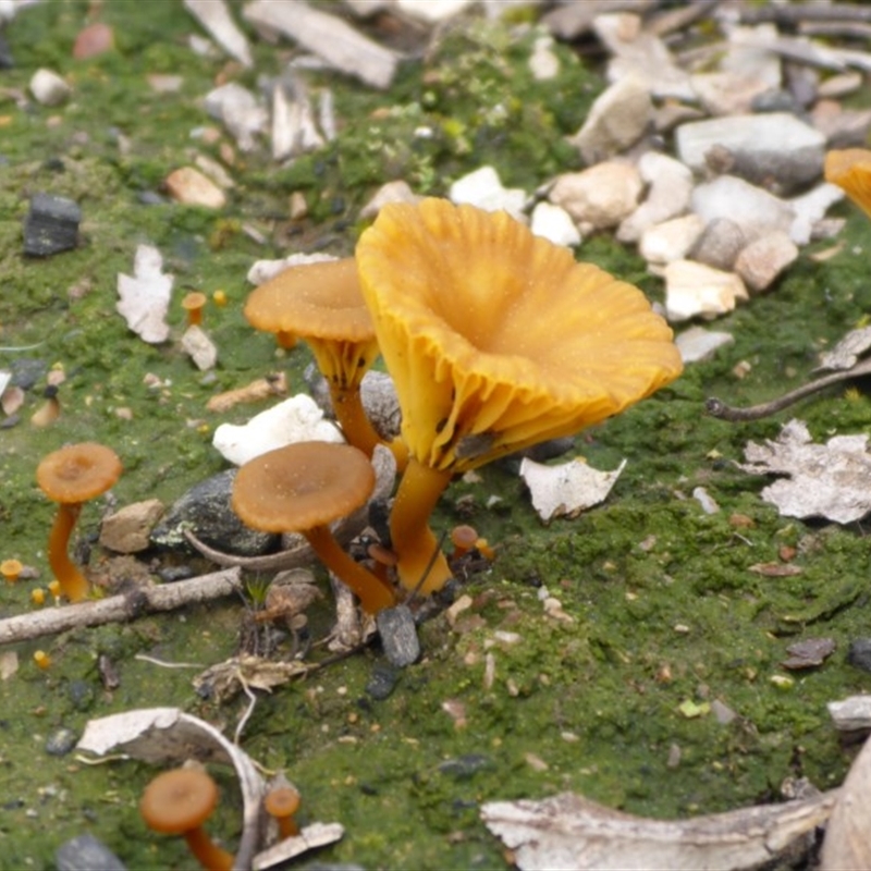 Lichenomphalia chromacea