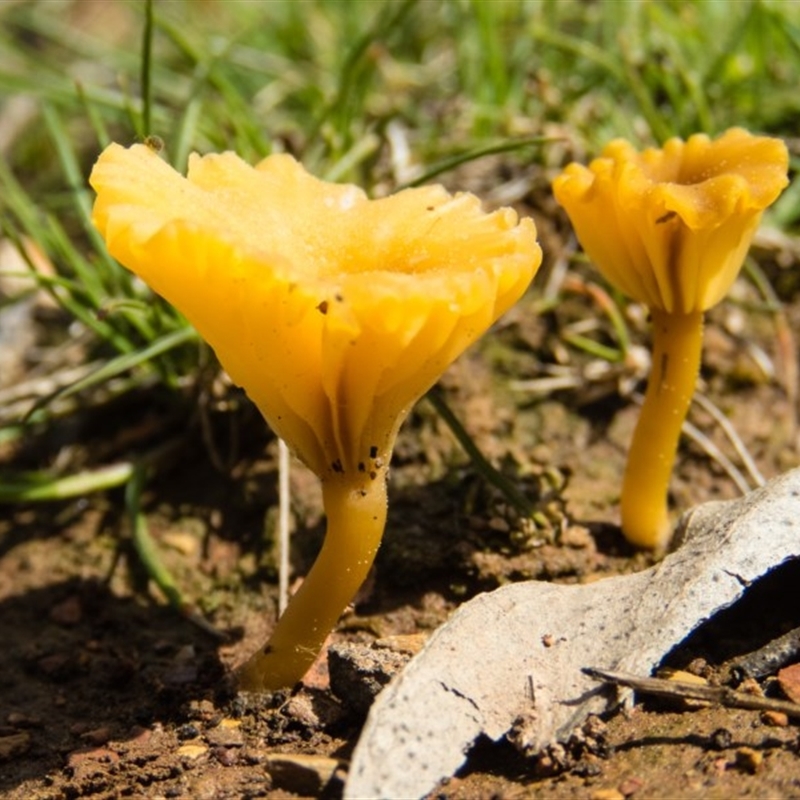 Lichenomphalia chromacea