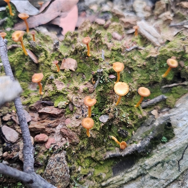 Lichenomphalia chromacea