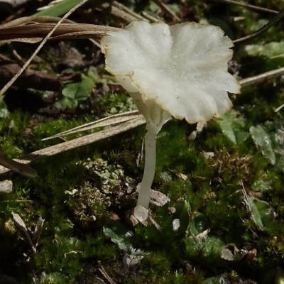 Lichenomphalia sp. white