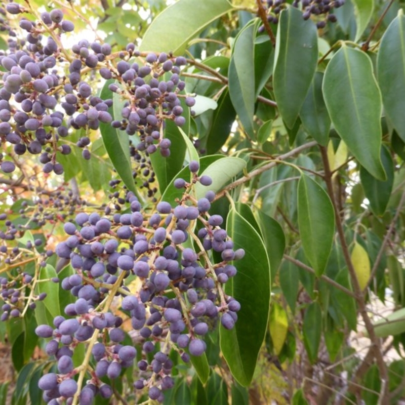 Ligustrum lucidum