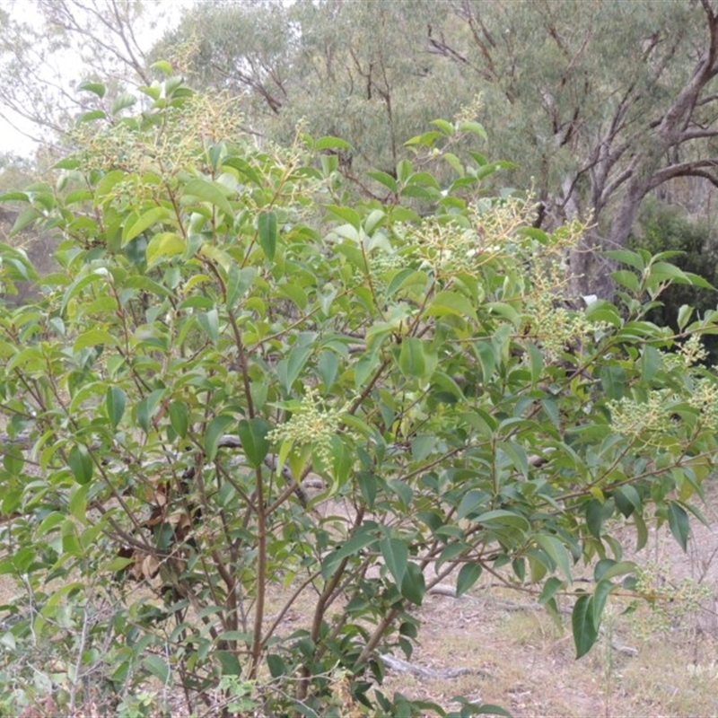 Ligustrum lucidum