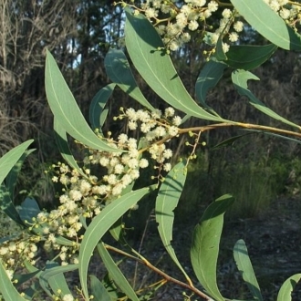 Acacia falcata