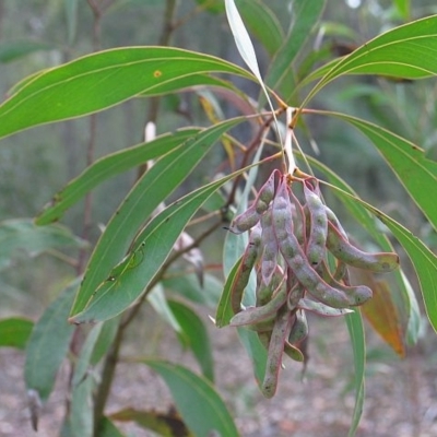 Acacia falcata
