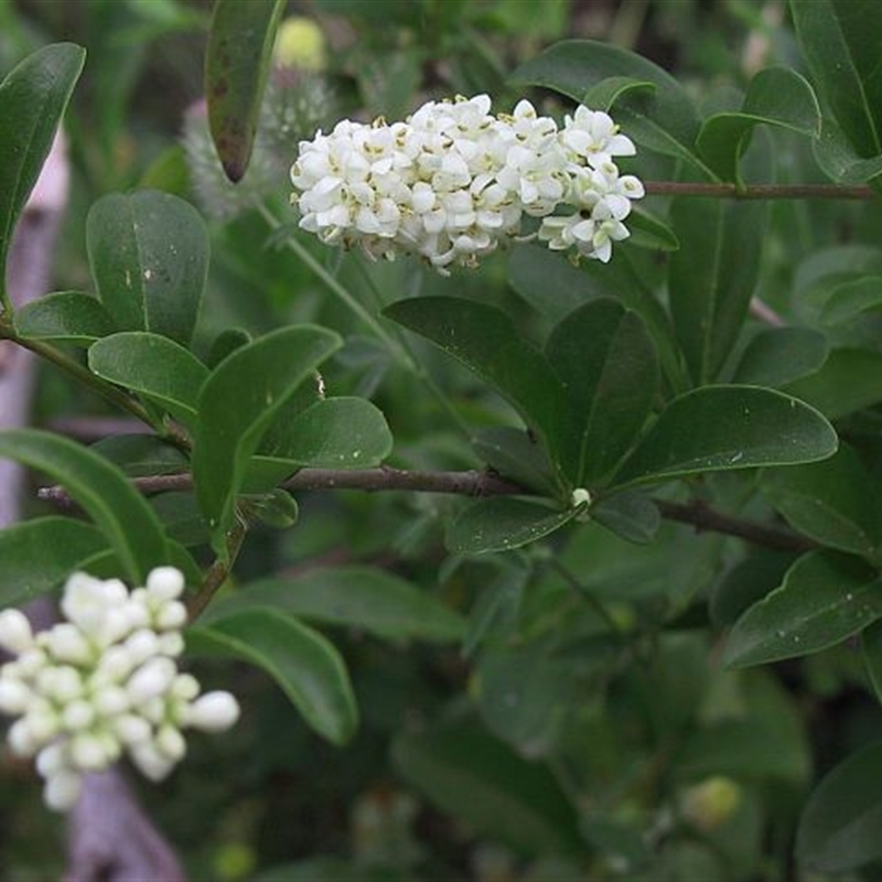 Ligustrum vulgare