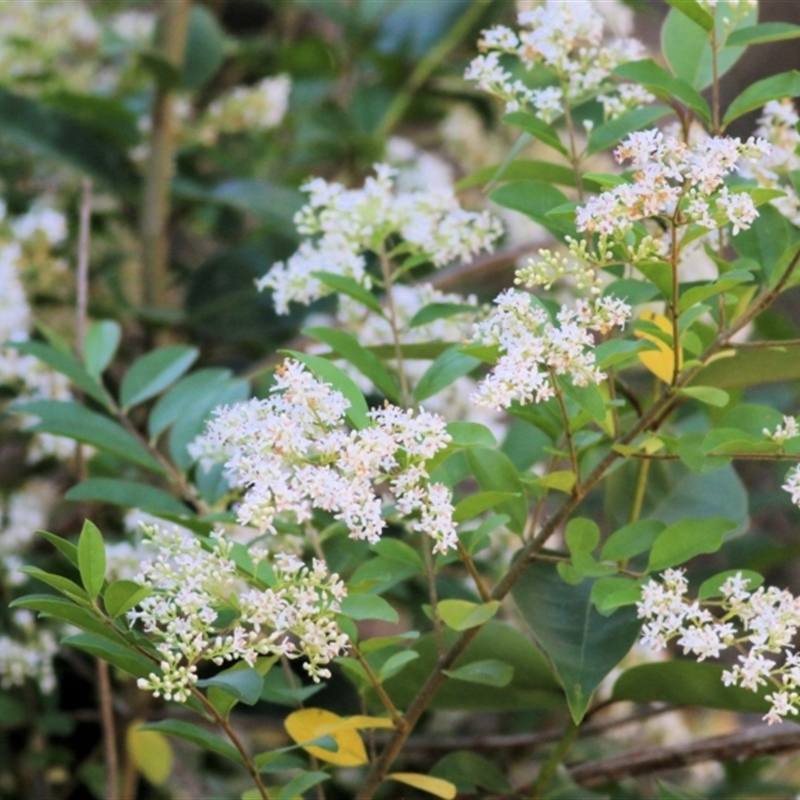 Ligustrum vulgare