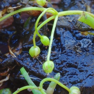 Lilaeopsis polyantha