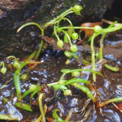 Lilaeopsis polyantha