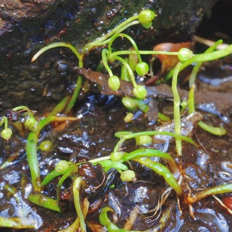 Lilaeopsis polyantha