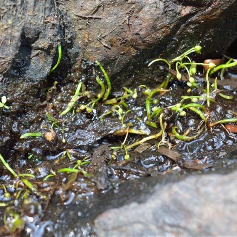 Lilaeopsis polyantha