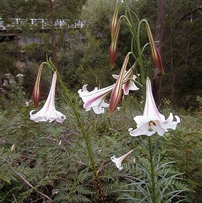 Lilium formosanum