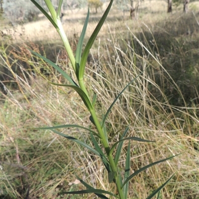 Lilium formosanum