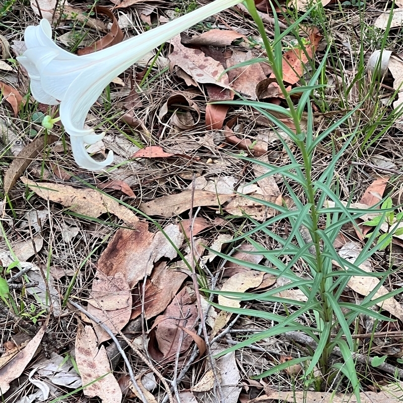 Lilium formosanum